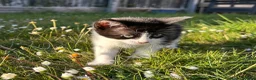 Mixed Breed cats for sale: Female kitten  - Advert 2