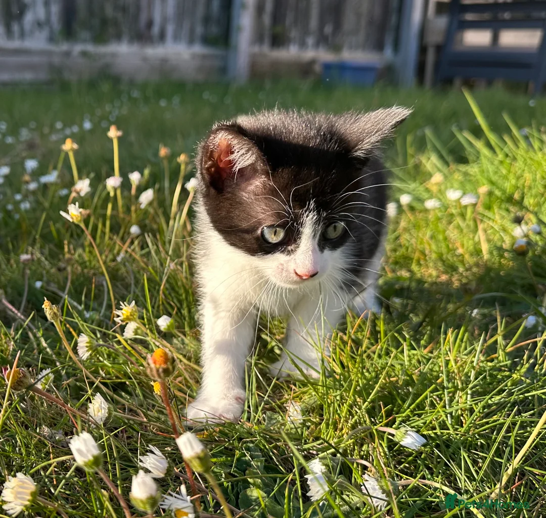Mixed Breed cats for sale: Female kitten  - Advert 2