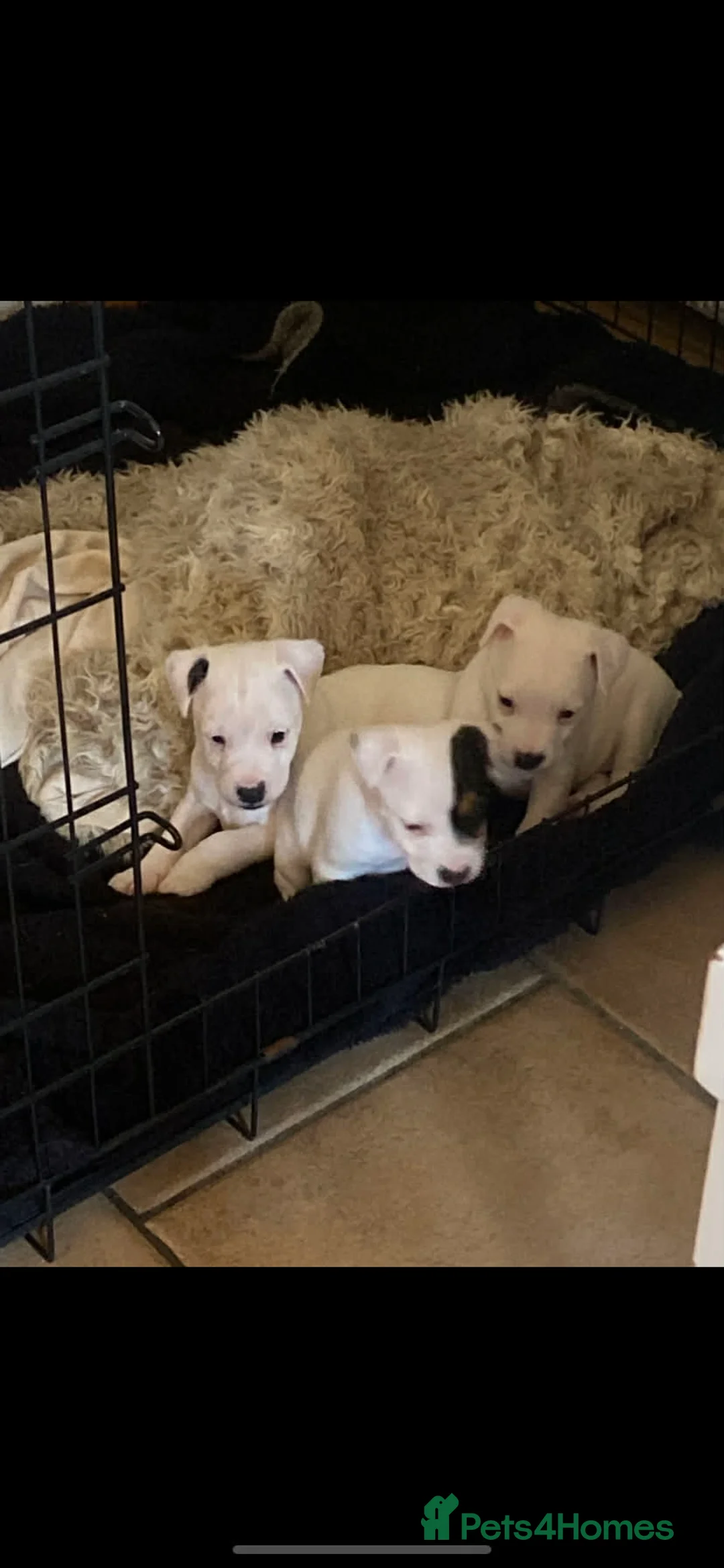 Jack Russell dogs for sale: Jack Russell puppies  - Advert 1