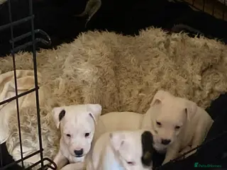 Jack Russell dogs Jack Russell puppies - Advert 6