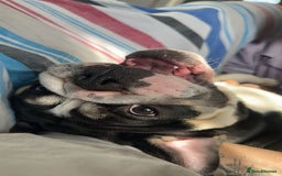 English Bulldog dogs for sale: Fully intact female english bulldog - Image 2