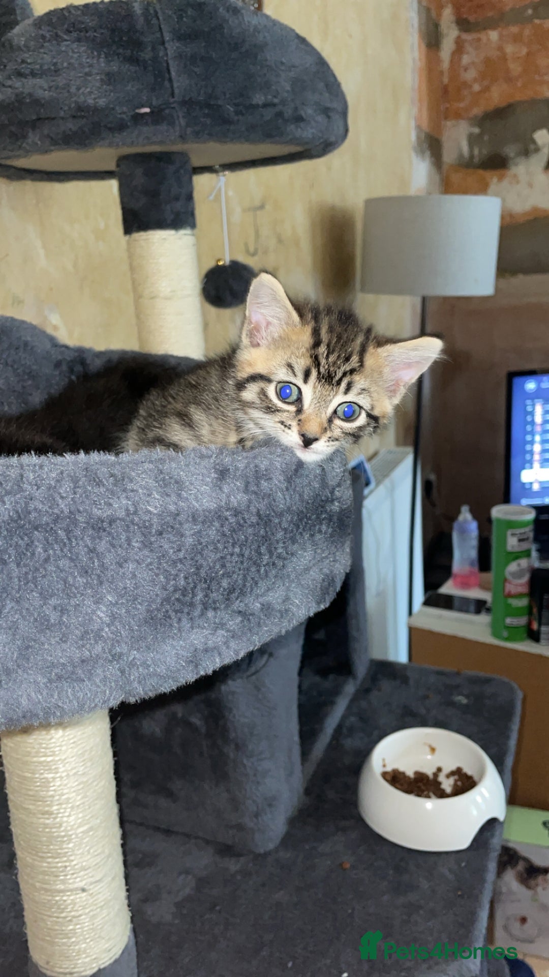 Domestic Shorthair cats for sale: 2 Brothers Must Go Together Or Not At All!!! - Image 6