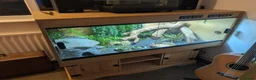 Bearded Dragon reptiles for sale: Bearded Dragon and Full Set Up - Roughly 9 Months  in Wolverhampton - Advert 3