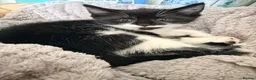 Mixed Breed cats for sale: Gorgeous half ragdoll boy - Advert 8
