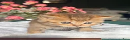 British Shorthair cats for sale: Chocolate golden kittens  - Advert 13