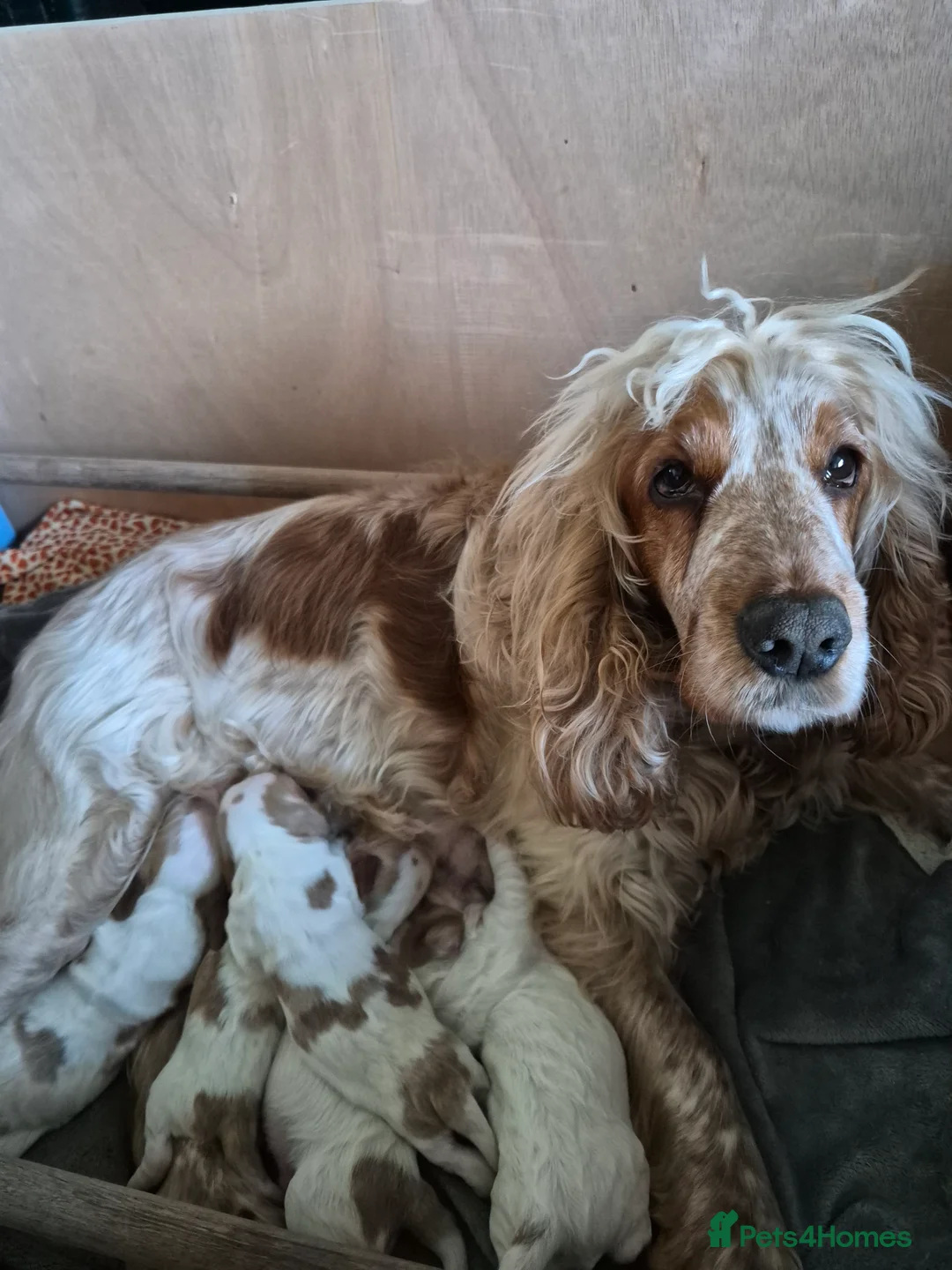 Cocker Spaniel dogs for sale: Show Cocker Spaniel - Advert 1