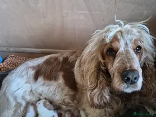 Cocker Spaniel dogs Show Cocker Spaniel - Advert 1