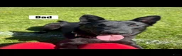 Mixed Breed dogs for sale: German shepherd x Belgian shepherd pups - Advert 10