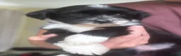 Tibetan Terrier dogs for sale: Beautiful KC reg Tibetan terrier puppies  - Advert 3
