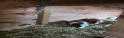 Guinea Pig rodents for sale: Male Guinea pigs - Advert 6