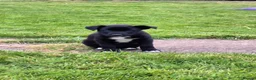 Mixed Breed dogs for sale: Border collie cross huntaway puppies  - Advert 5