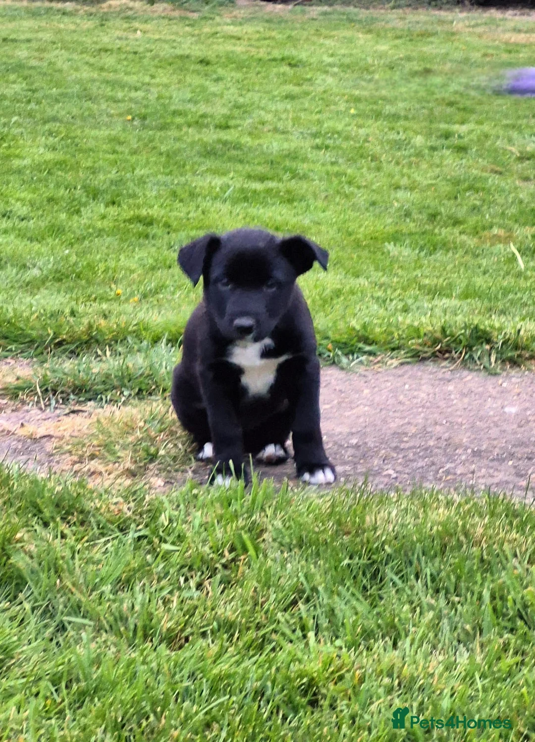 Mixed Breed dogs for sale: Border collie cross huntaway puppies  - Advert 5