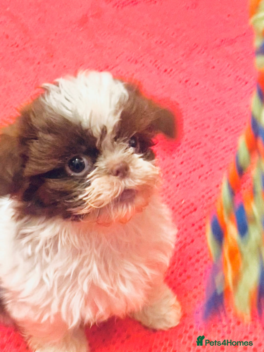 Shih Tzu dogs for sale: Stunning fluffy imperial chocolate and white shizu - Advert 1