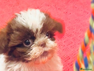 Shih Tzu dogs Stunning fluffy imperial chocolate and white shizu - Advert 18