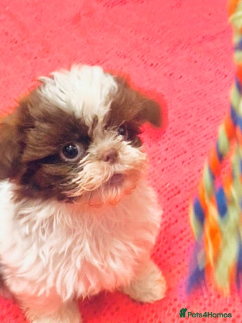 Shih Tzu dogs - Advert 11