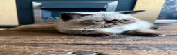 Exotic cats for sale: Last remaining Seal Point Female - Advert 4