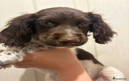 Sprocker dogs for sale: 8 glorious sprocker pups  - Image 9