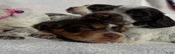 Cocker Spaniel dogs for sale: Bred From Extensively Health Tested Parents - Advert 34