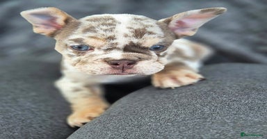 English Bulldog dogs - Advert 8