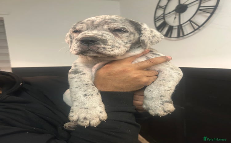 Cane Corso dogs Cane Corso Puppies  - Advert 6