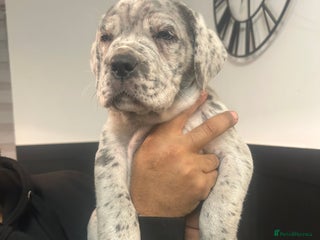 Cane Corso dogs Cane Corso Puppies - Advert 2