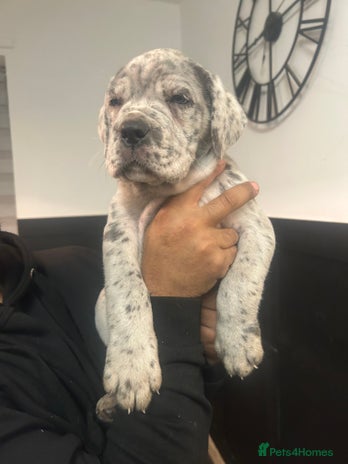 Cane Corso dogs Cane Corso Puppies - Advert 6