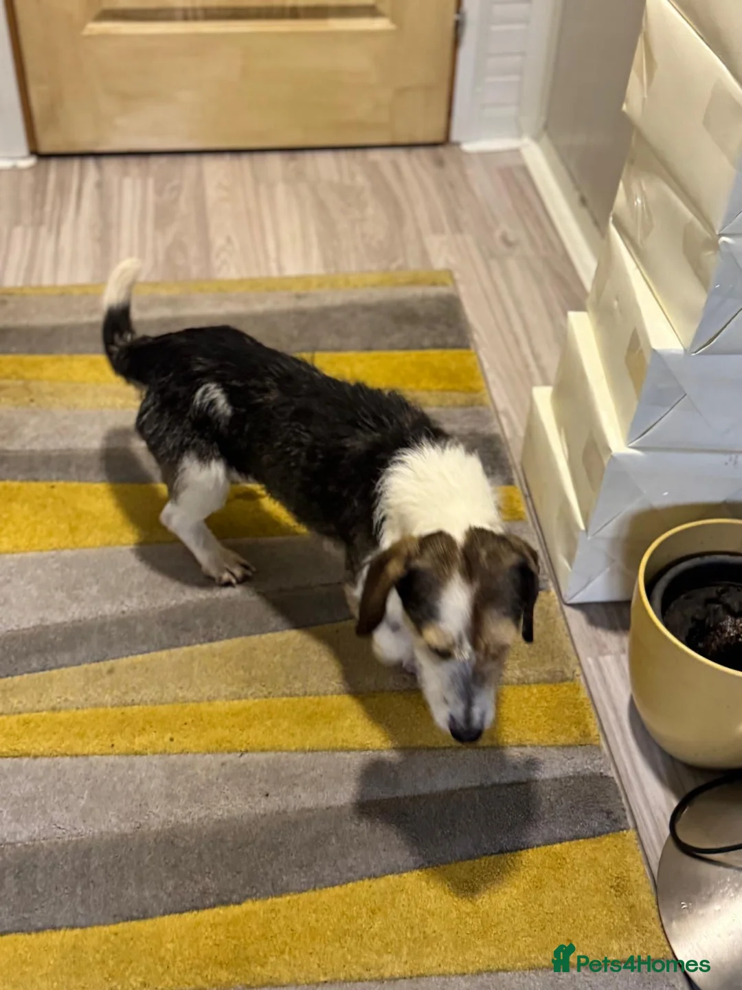 Mixed Breed dogs for adoption: Sweet Rami is looking for LOVE - Advert 10