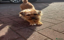 Mixed Breed dogs for sale: Norfolk terrier cross cairn terrier  - Image 25