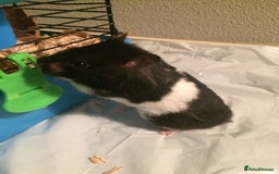 Hamster rodents for sale: Male Syrian Hamster (Black and White) - Image 1