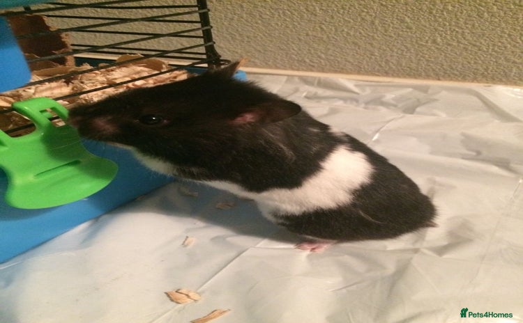 Hamster rodents - Advert 16