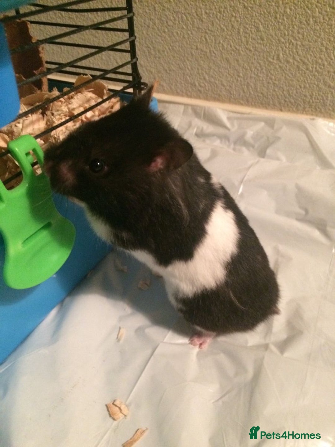 Hamster rodents for sale: Male Syrian Hamster (Black and White) - Image 1