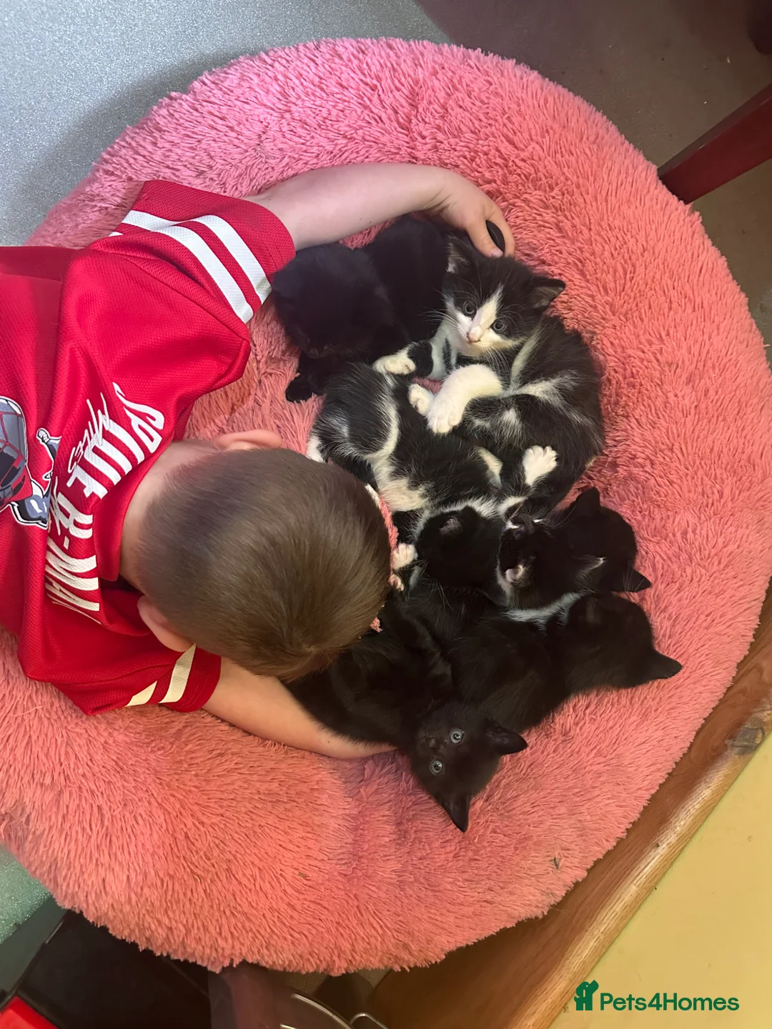 Mixed Breed cats for sale: Loving child friendly kittens  - Advert 2