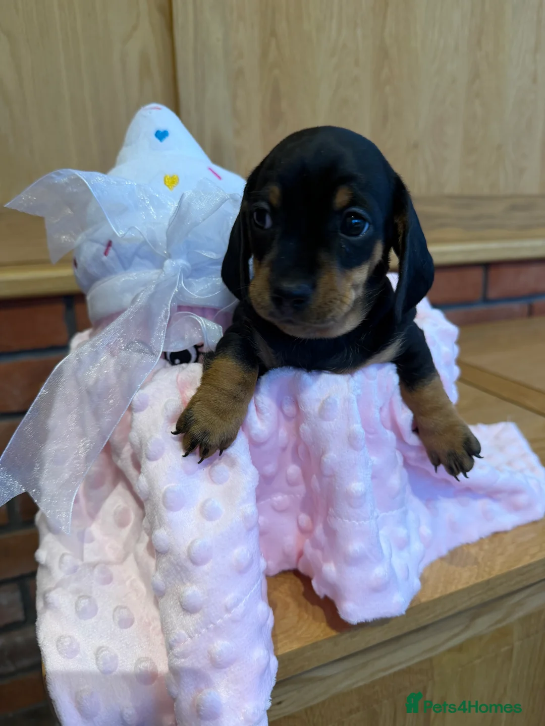 Dachshund dogs for sale: Miniature dachshunds  - Advert 29
