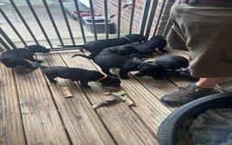 Labrador Retriever dogs for sale: Working Labradors  - Image 1