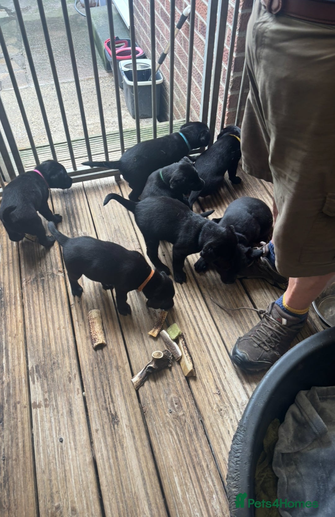Labrador Retriever dogs for sale: Working Labradors  - Image 1