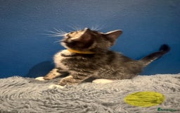 Bengal cats for sale: Queen boo 💕❤️ - Image 13