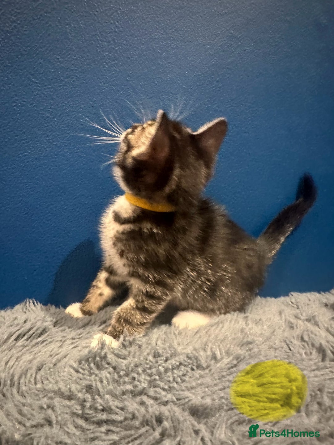 Bengal cats for sale: Queen boo 💕❤️ - Image 13