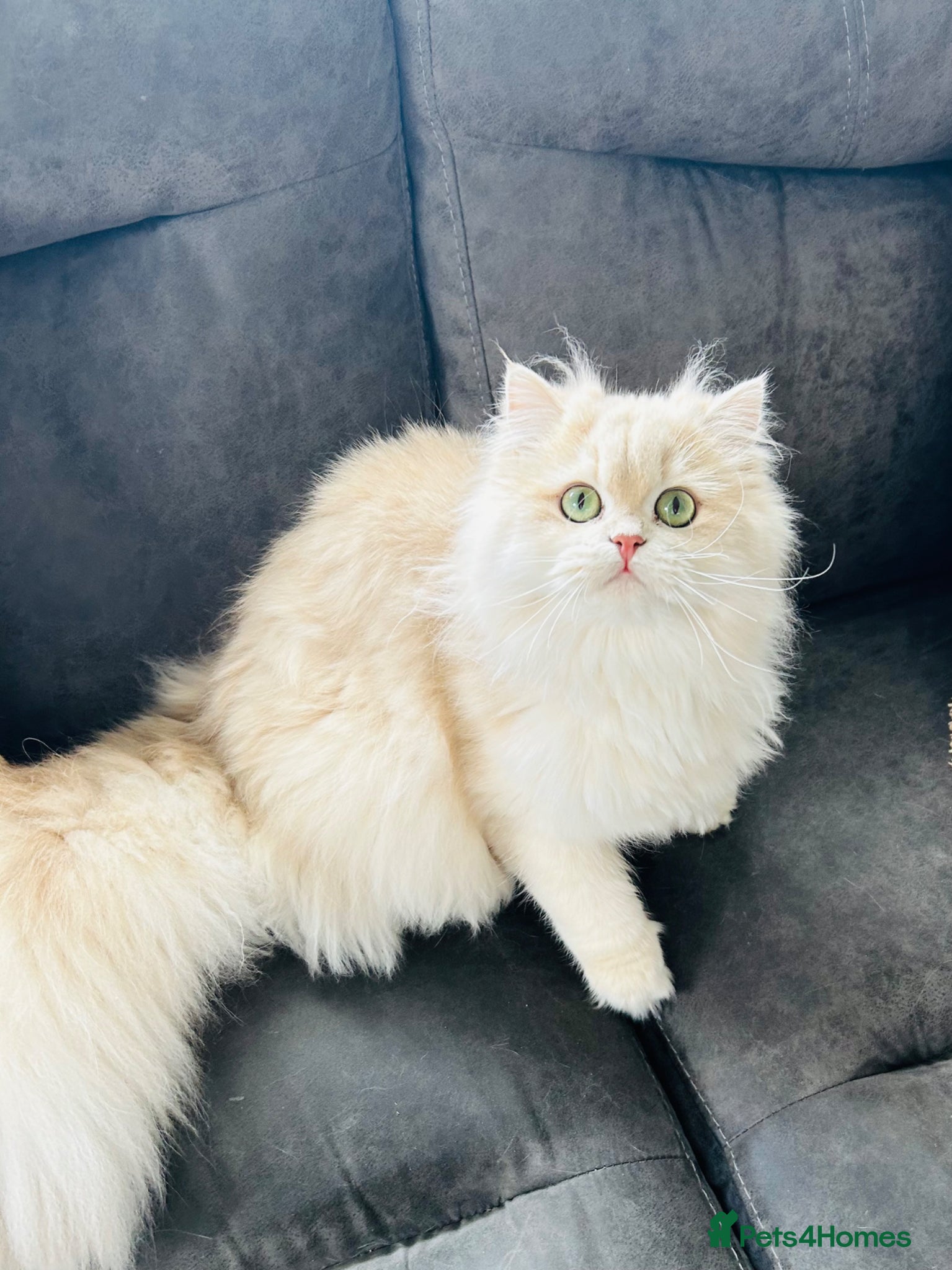 British Longhair cats Stunning Rare Golden Lilac Kitten  - Advert 2