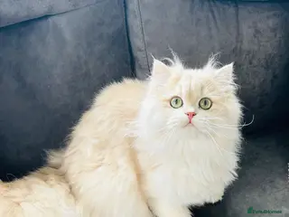 British Longhair cats Stunning Rare Golden Lilac Kitten - Advert 2