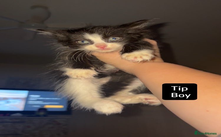 Mixed Breed cats - Advert 3