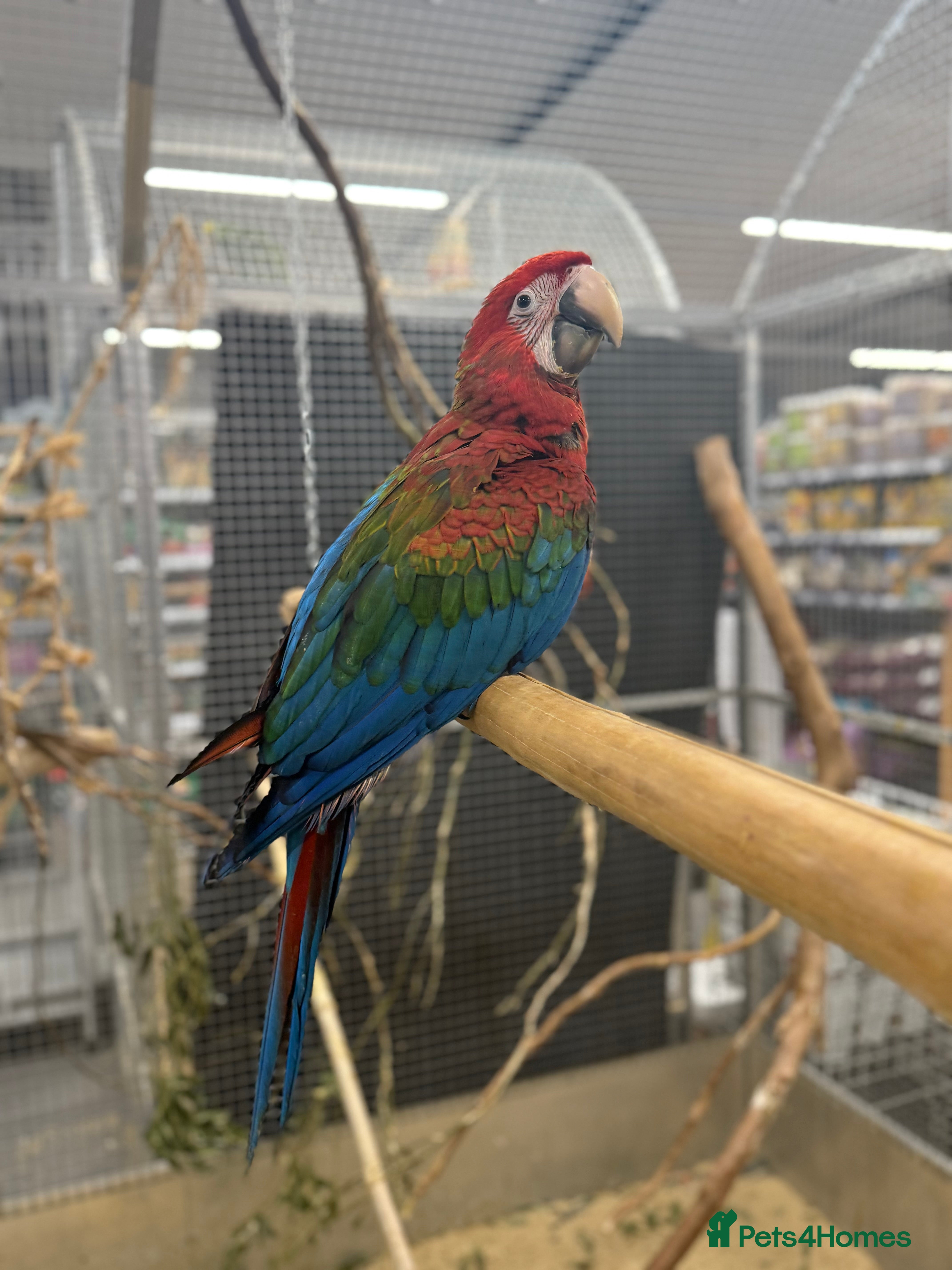 Macaws birds Super Rare handreared baby Pheonix Macaw  - Advert 2