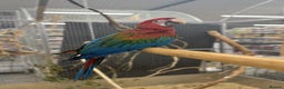 Macaws birds for sale: Super Rare handreared baby Pheonix Macaw  - Advert 1