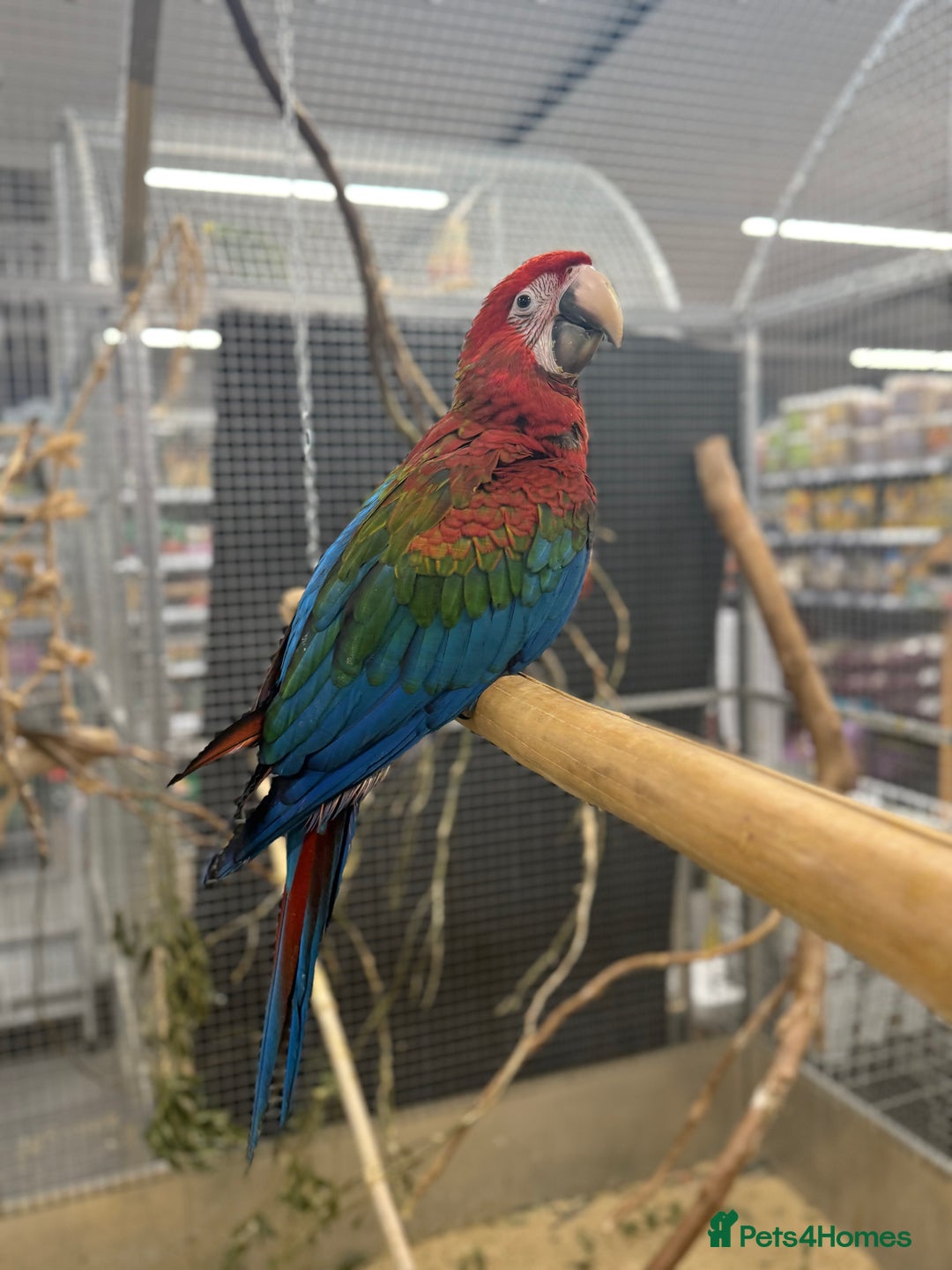 Macaws birds for sale: Super Rare handreared baby Pheonix Macaw  - Advert 1