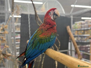 Macaws birds Super Rare handreared baby Pheonix Macaw - Advert 2