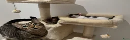 Mixed Breed cats for sale: Two Adorable Young Cats – Loving Home 🐾 - Advert 6