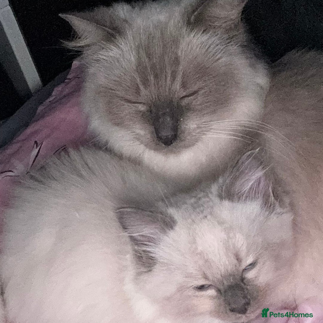Ragdoll cats for sale: Ragdoll kitten  - Image 1