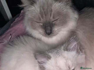 Ragdoll cats - Advert 2