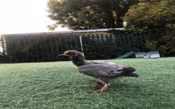 Pigeons birds for sale: Baby pidgin for sale  - Image 2