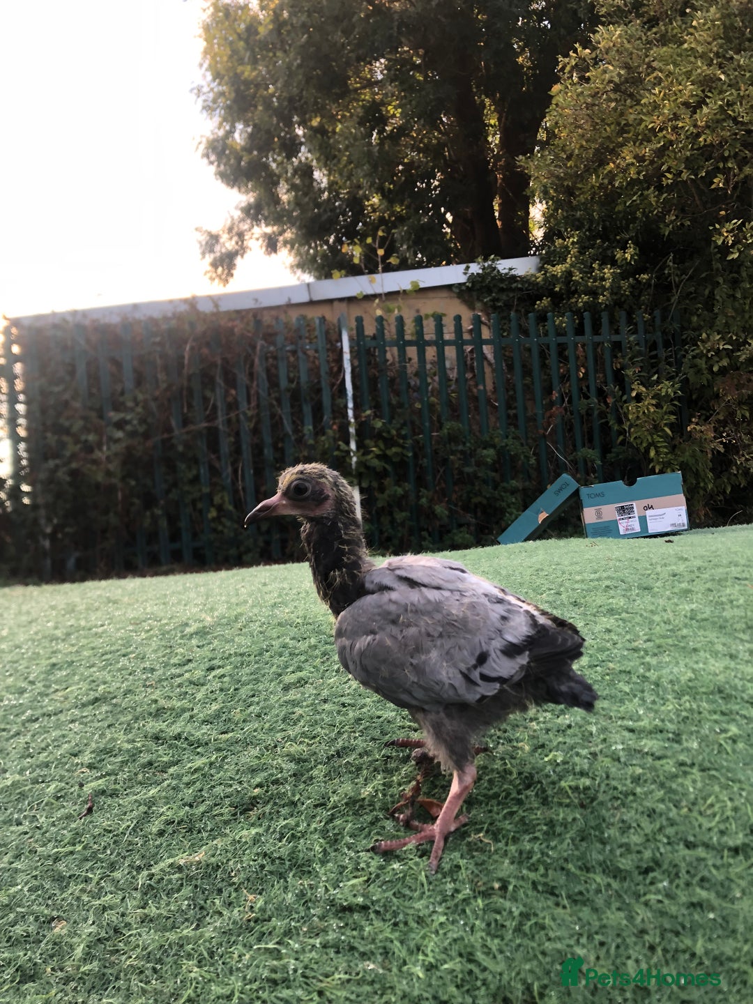 Pigeons birds for sale: Baby pidgin for sale  - Image 2