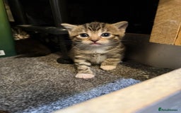 Mixed Breed cats for sale: Three Sweet Kittens Ready for a Loving Home - Image 5